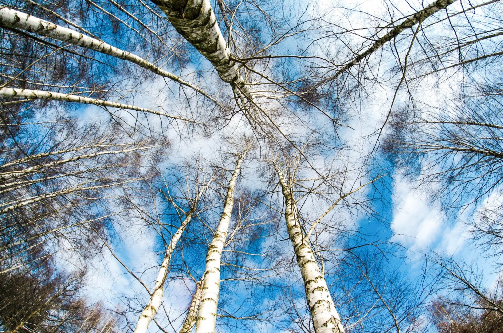 winter-260838_1920